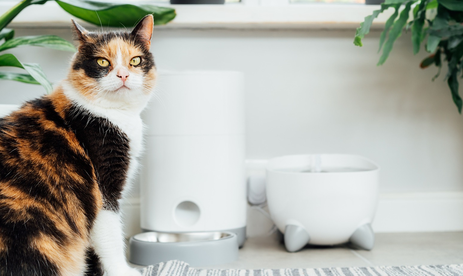 Gatos: Como criar um ambiente perfeito em casa